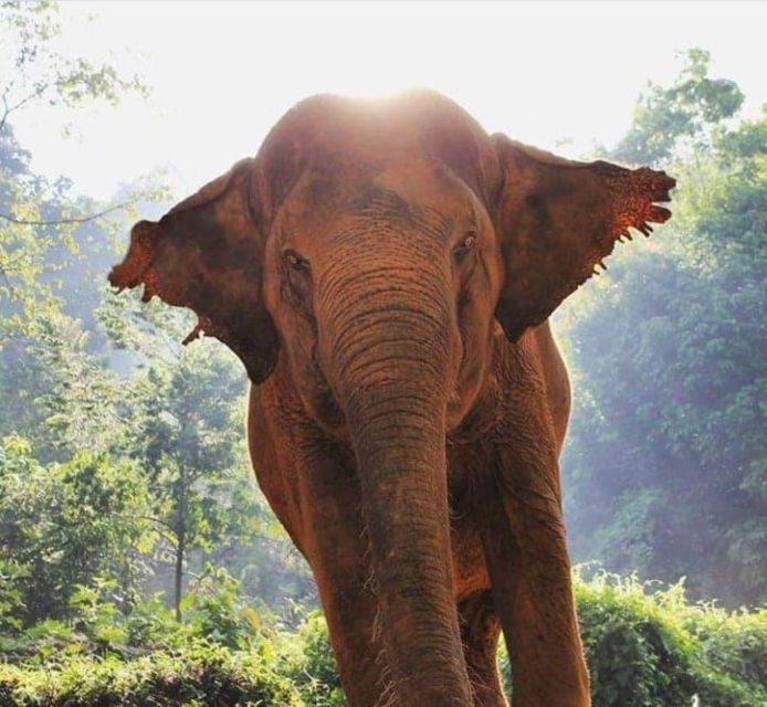 krabi-unique-dusk-ethical-elephant-sanctuary-experience