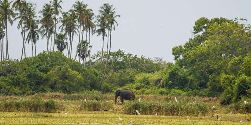 kumana-national-park-half-day-jeep-safari