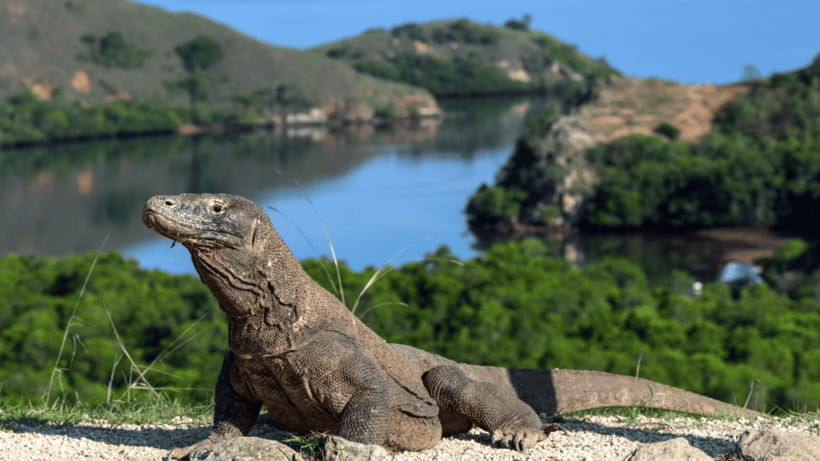 labuan-bajo-one-day-tour-to-komodo-by-speed-boat