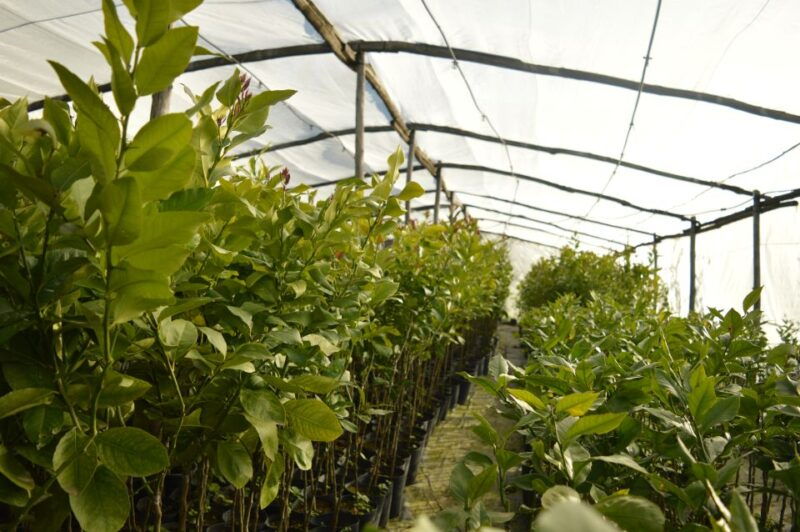 lemon-nursery-limoncello-sorrento-e-bike-tour