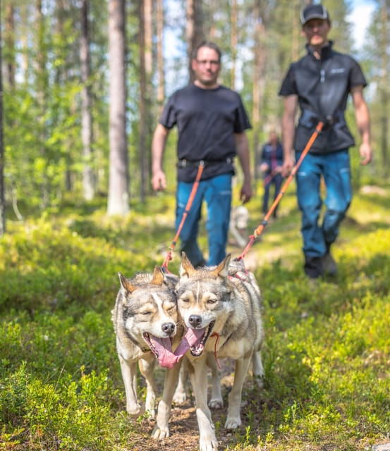 levi-nature-walk-with-huskies