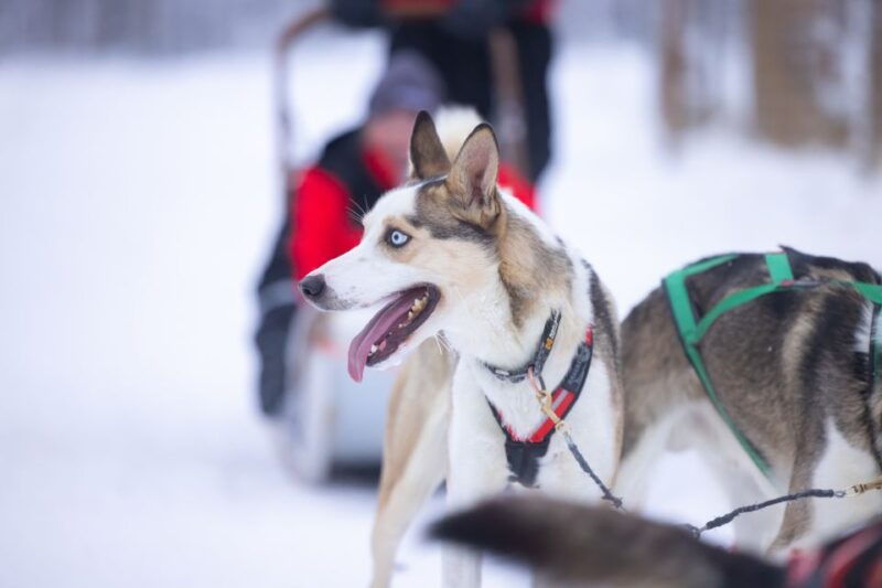 levi-polar-lights-tours-arctic-circle-guided-husky-tour