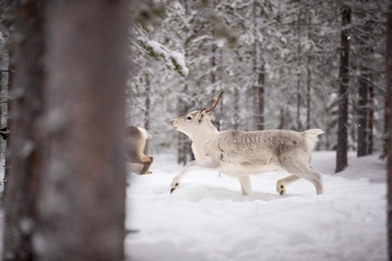 levi-traditional-reindeer-husbandry-experience
