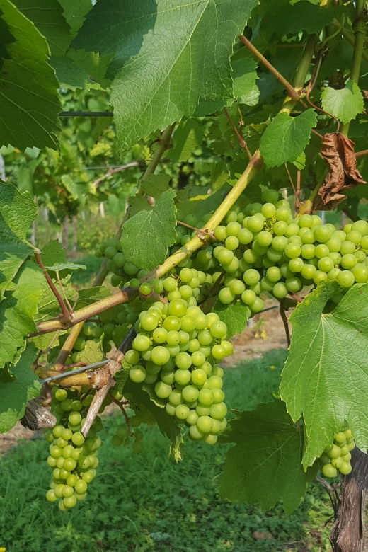 london-full-day-english-wine-tour-with-lunch