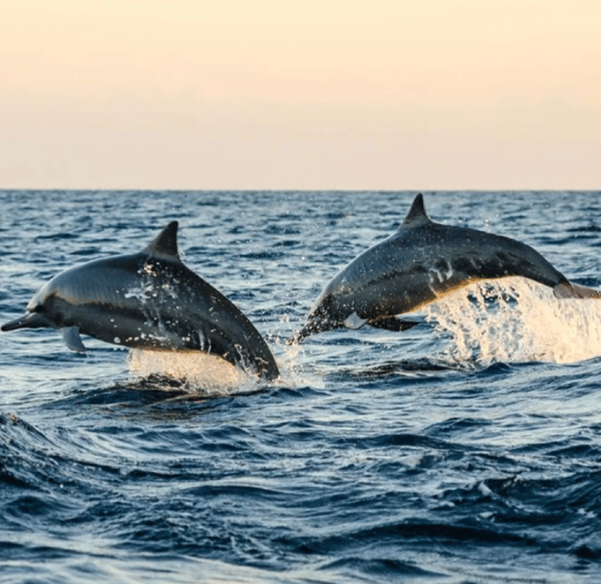 lovina-dolphin-watching-snorkeling-and-swim-with-dolphin