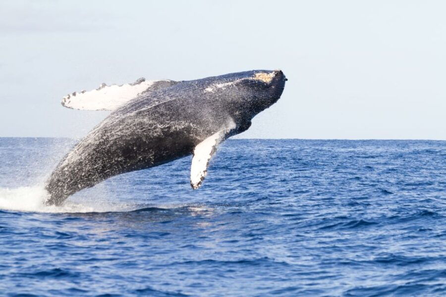 maalaea-harbor-whale-watching-tour-aboard-power-catamaran