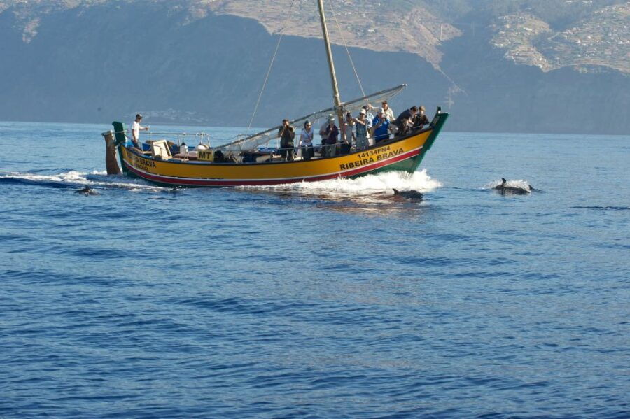 madeira-whale-watching-excursion-in-a-traditional-vessel