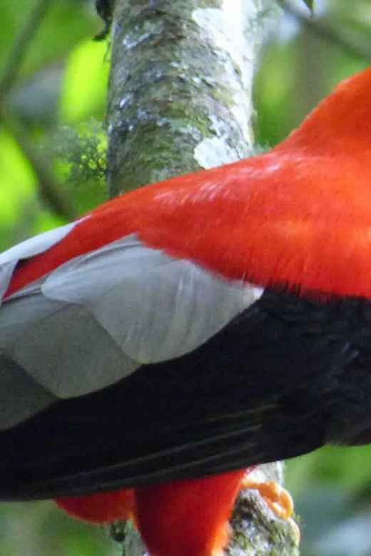 manu-national-park-4-days