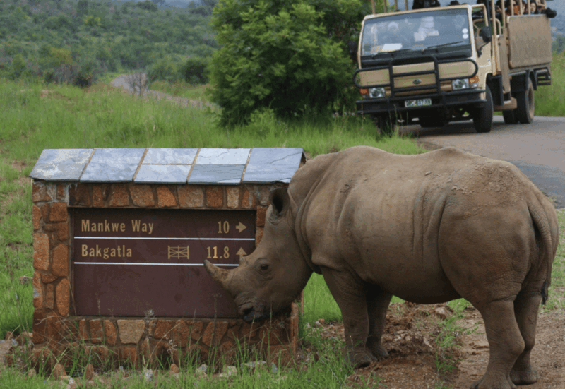 manyane-6hgame-drive-with-lunch