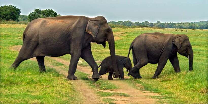 minneriya-minneriya-national-park-private-safari