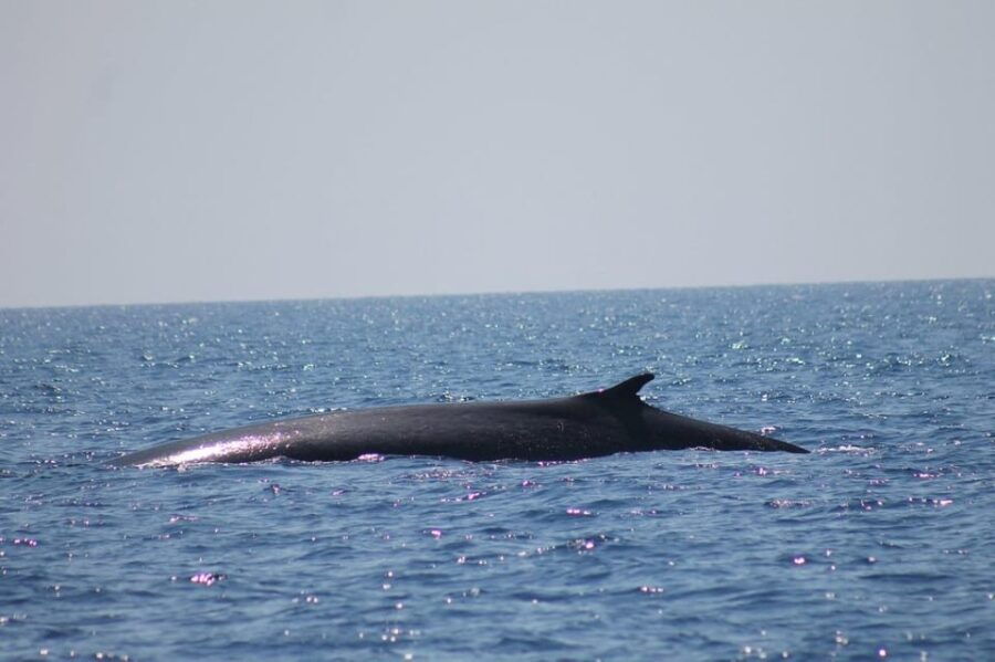 monaco-cetacean-watching
