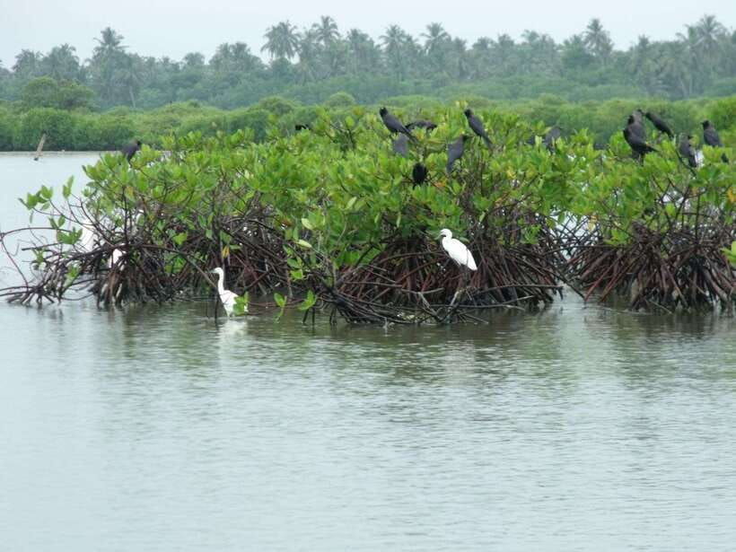 negombo-lagoon-mangrove-boat-excursion