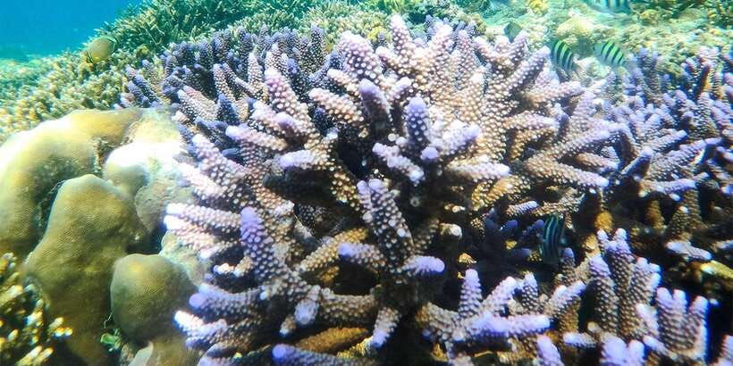 nusa-penida-private-manta-bay-5-spot-snorkeling-trip