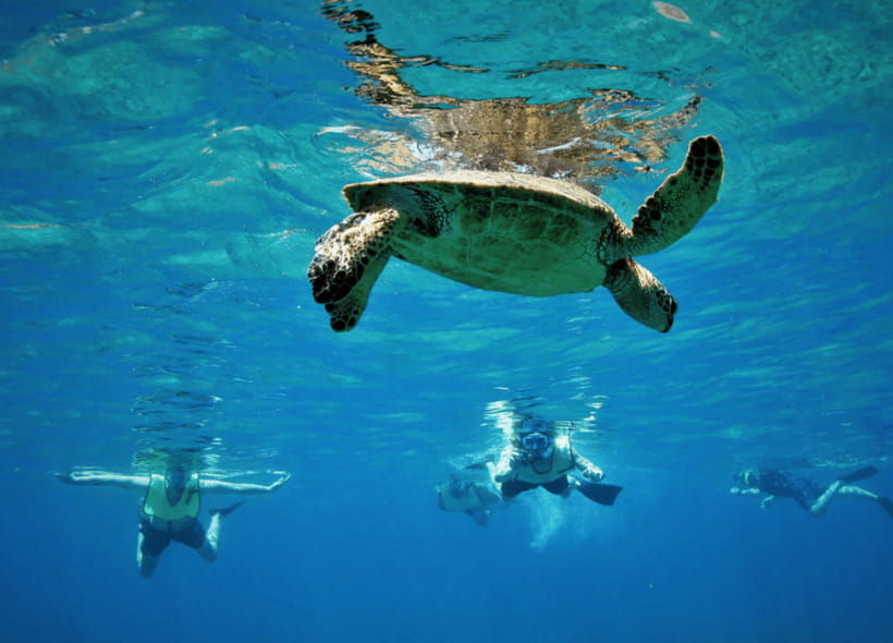 nusa-penida-spend-time-snorkeling-with-rays-and-turtles