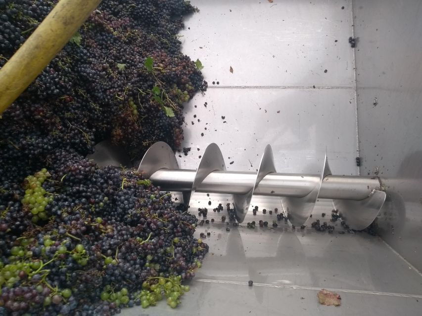 olive-oil-wine-in-the-euganean-hills-from-terme