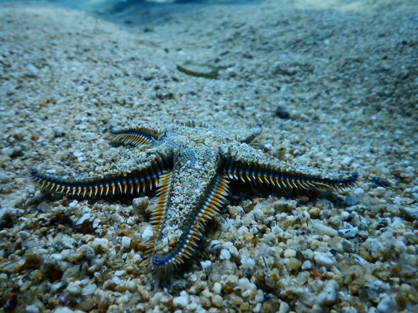 padi-scuba-diving-program-for-beginners-in-peloponesse