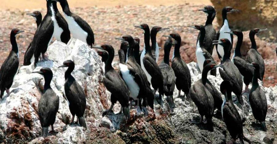 paracas-national-reserve-tour-3