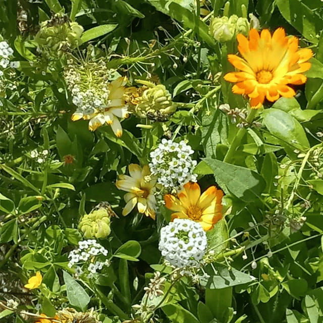 paradise-valley-guided-apiary-tour-meet-the-pollinators