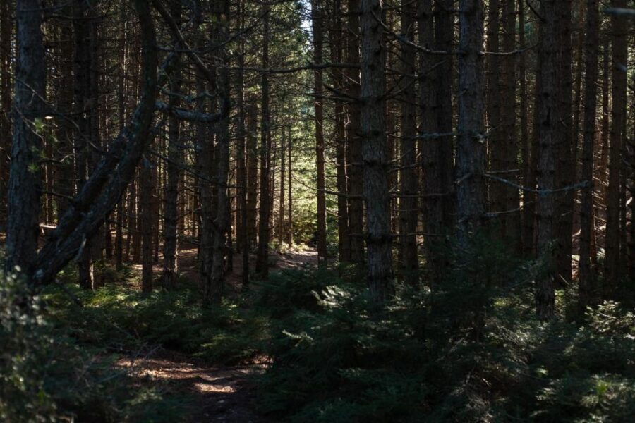 parnitha-parnis-skipiza-mola-loop-hike-near-athens