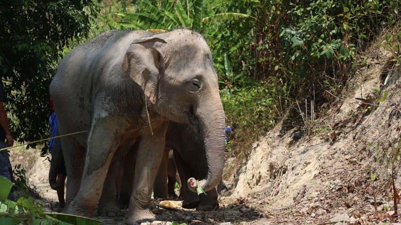 patong-ethical-elephant-eco-guide-walk-forage-tour
