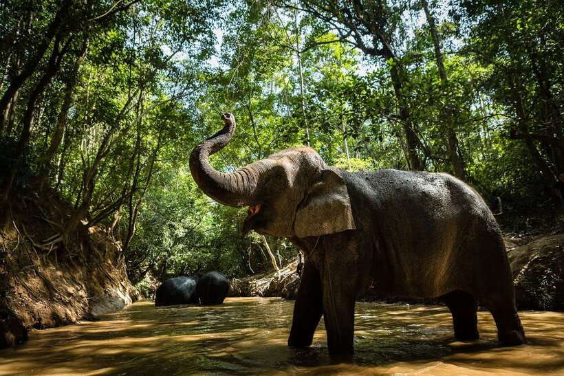 phnom-kulen-park-tour-with-elephant-forest-from-siem-reap