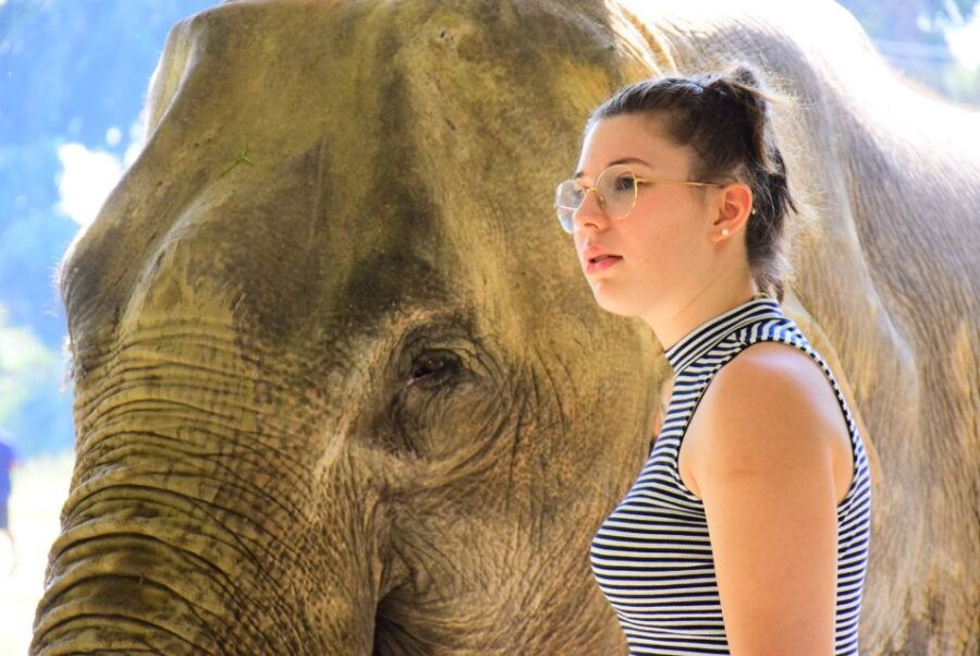 phuket-elephant-feeding-program