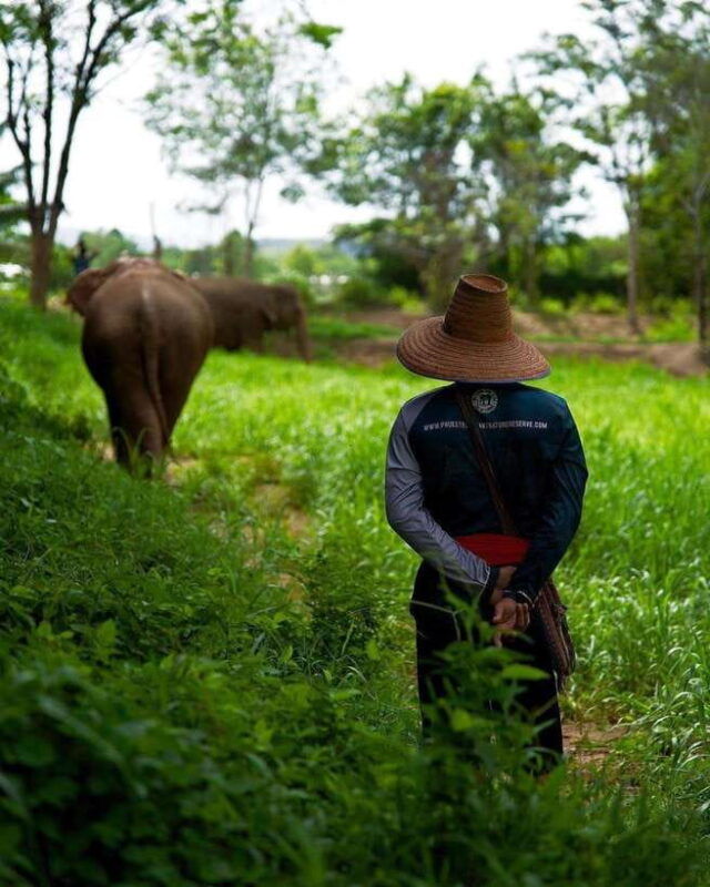 phuket-elephant-nature-reserve-entry-ticket-and-guided-tour