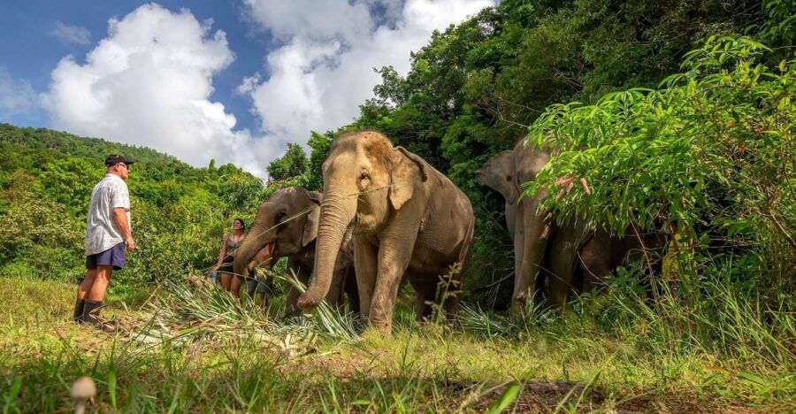 phuket-ethical-elephant-nature-park-visit-with-lunch