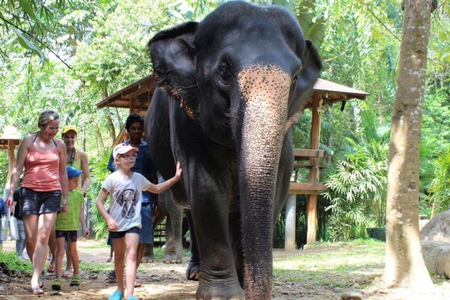 phuket-ethical-elephant-sanctuary-experience
