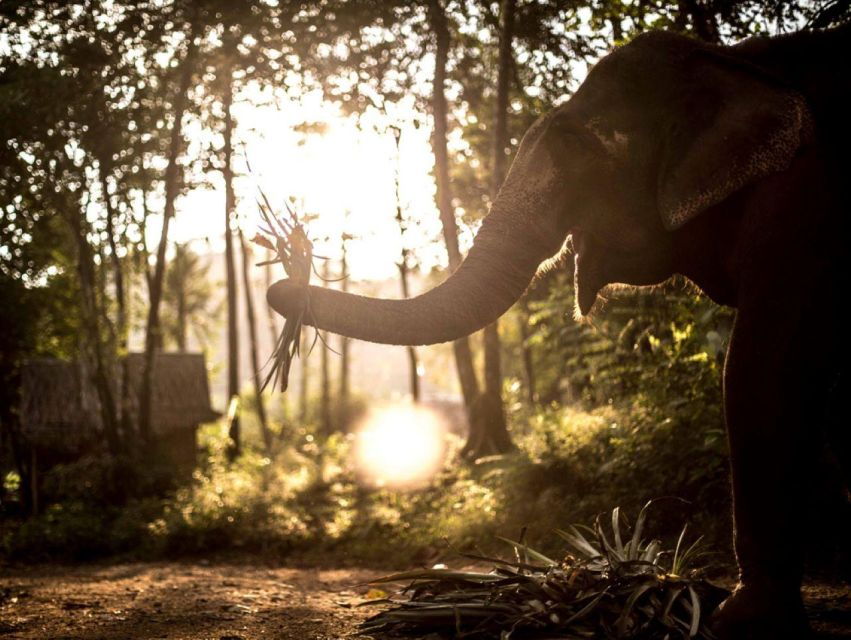 phuket-unique-dusk-ethical-elephant-sanctuary-experience