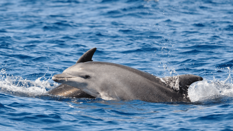 porec-private-snorkeling-tour-with-dolphin-watching