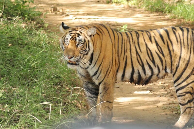 ranthambore-safari-booking-sharing-gypsy-and-sharing-canter