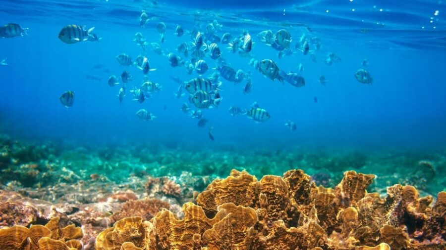 redrivertour-discovery-3-islets-snorkeling-by-speedboat-2