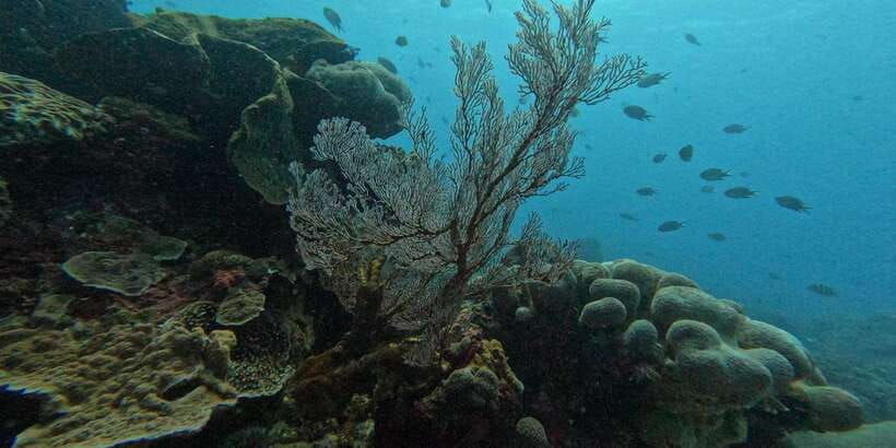 reef-rehabilitation-course-snorkeling