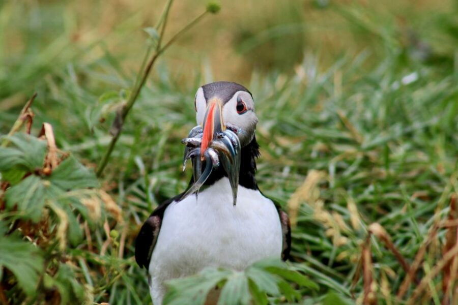 reykjavik-1-hour-puffin-watching-tour