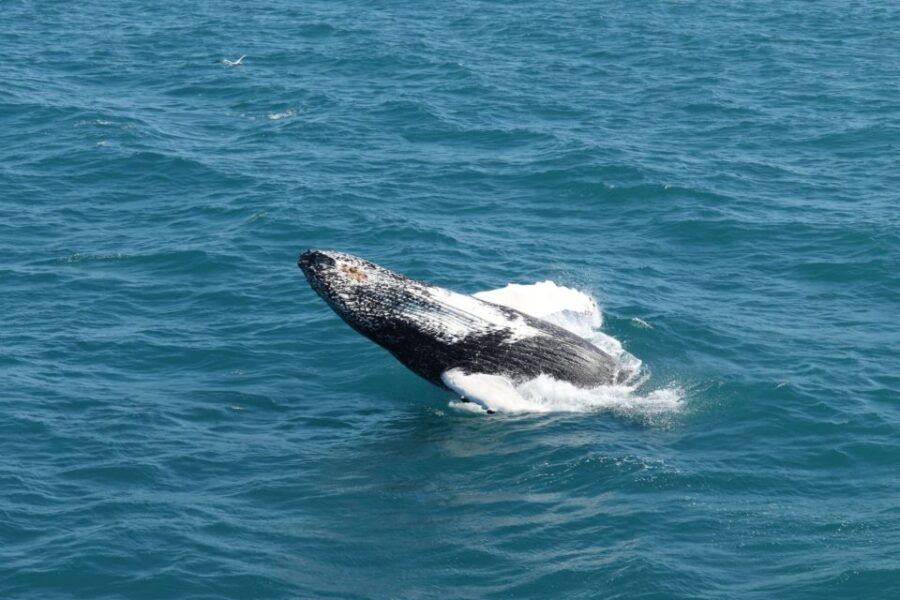 reykjavik-best-value-whale-watching-boat-tour