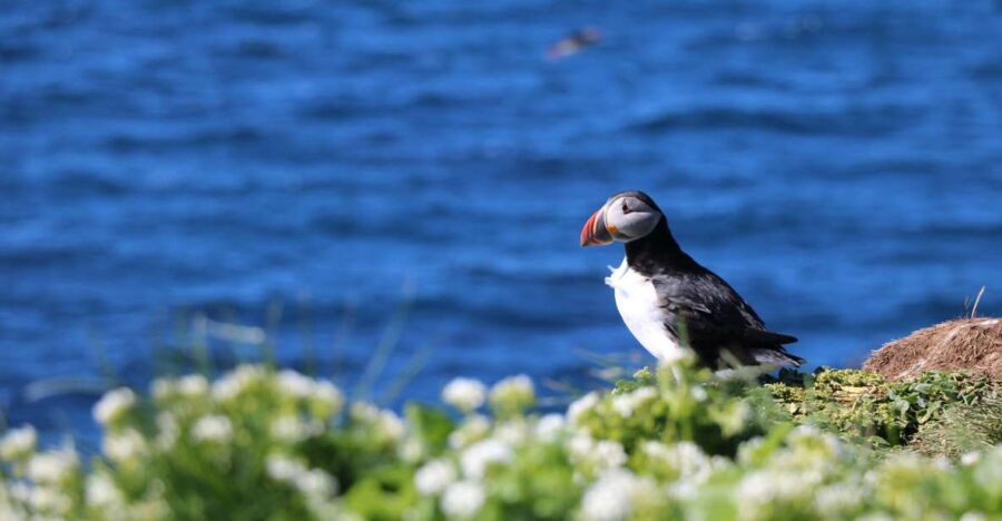 reykjavik-puffin-watching-tour