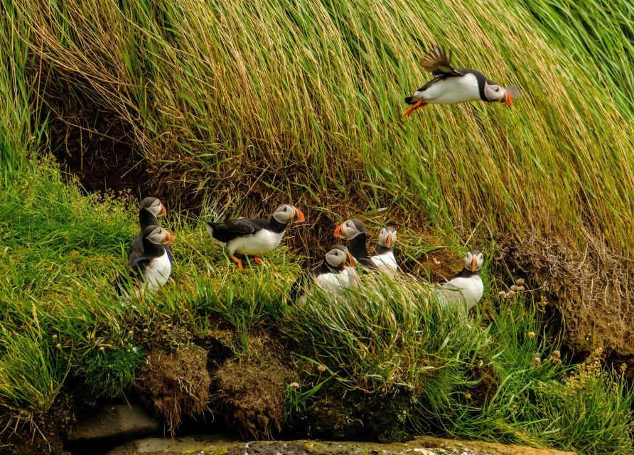 reykjavik-rib-speed-boat-puffin-watching-tour