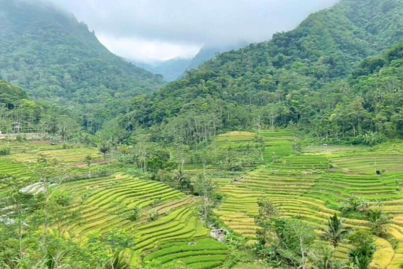rice-terraces-selogriyo-temple-private-tour