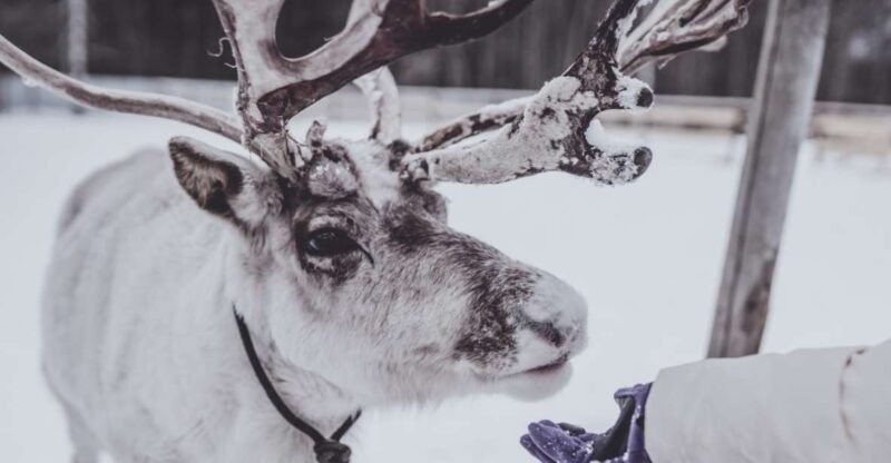 rovaniemi-authentic-lapland-reindeer-farm-visit-sled-ride-2