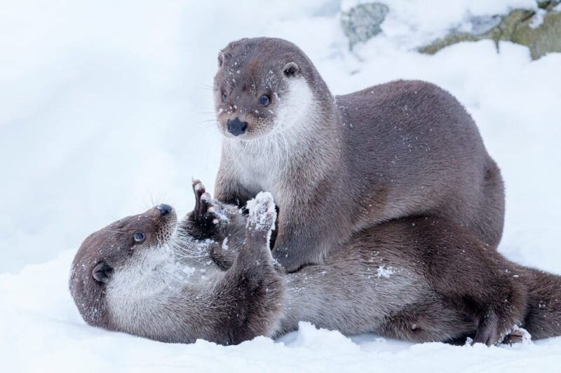 rovaniemi-day-at-ranua-wildlife-park-arctic-zoo