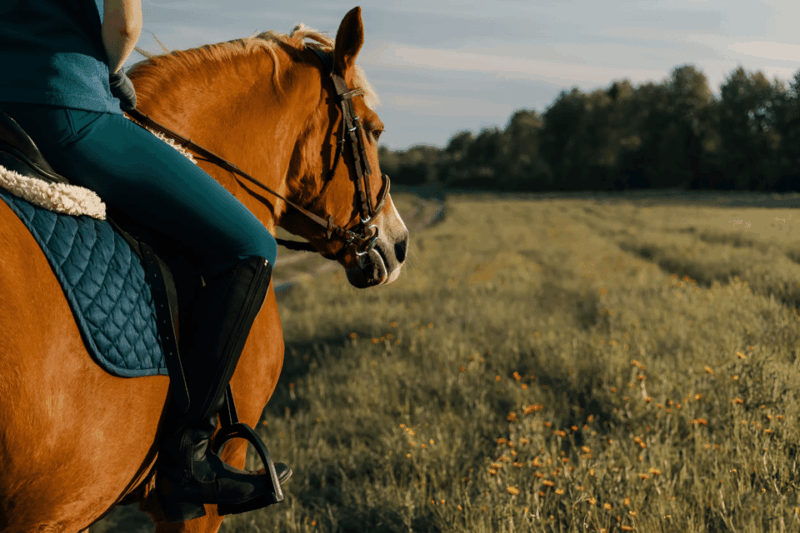 rovaniemi-horse-riding-in-arctic-wilderness
