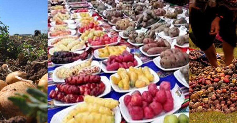 rural-community-tourism-in-the-potato-park-sacred-valley