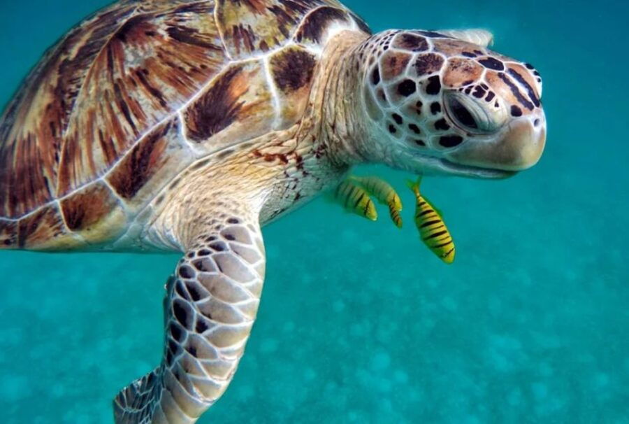 san-domino-tremiti-try-scuba-first-diving-experience