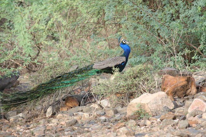 Sariska Tiger Reserve Assistance for Gypsy Private Safari Tickets - The Itinerary Breakdown