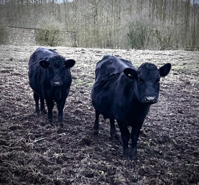 shropshire-meet-the-mini-moos-cow-cuddling-experience
