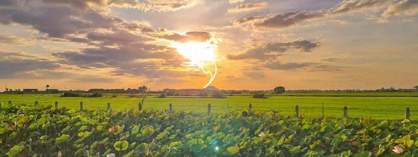 siemreap-sunset-dinner-riding-an-ox-cart-at-rice-paddy-field