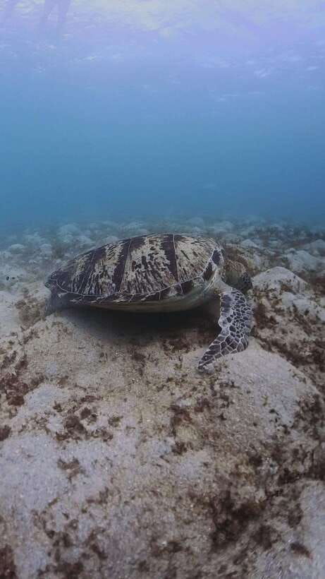 siquijor-freediving-adventure-with-lunch-and-beach-time