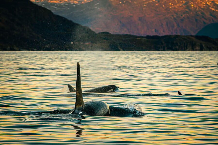 skjervoy-whale-watching-with-rib-boat-and-local-guide