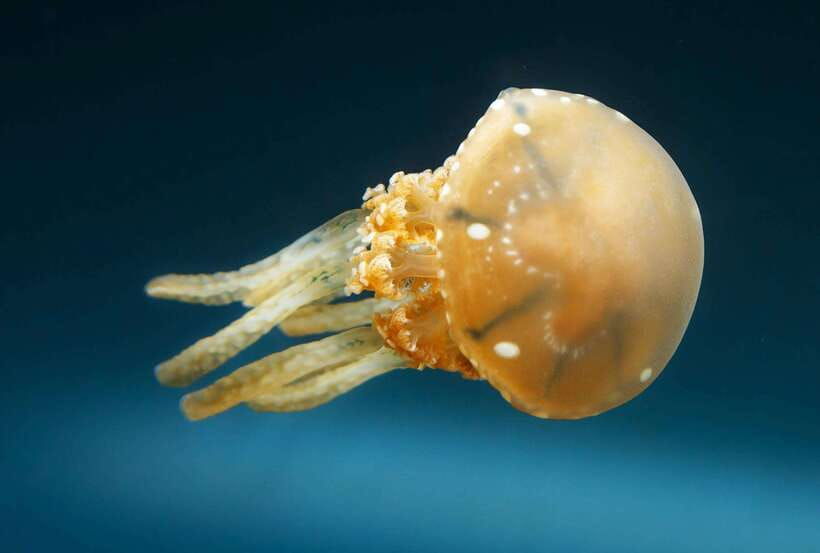 snorkeling-with-stingless-jelly-fish-indonesia-banggai